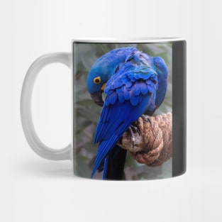 Shy blue parrot Mug